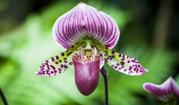 Orchidejová sezóna ještě neskončila, Ochránci přírody zvou na vycházky 