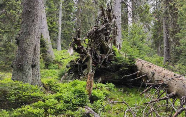 AOPK: Věk nejstarších stromů na Pradědu a Králickém Sněžníku přesahuje 400 let